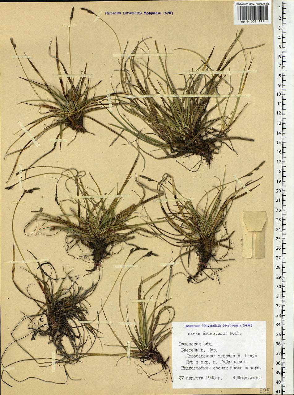 Carex ericetorum Pollich, Siberia, Western Siberia (S1) (Russia)