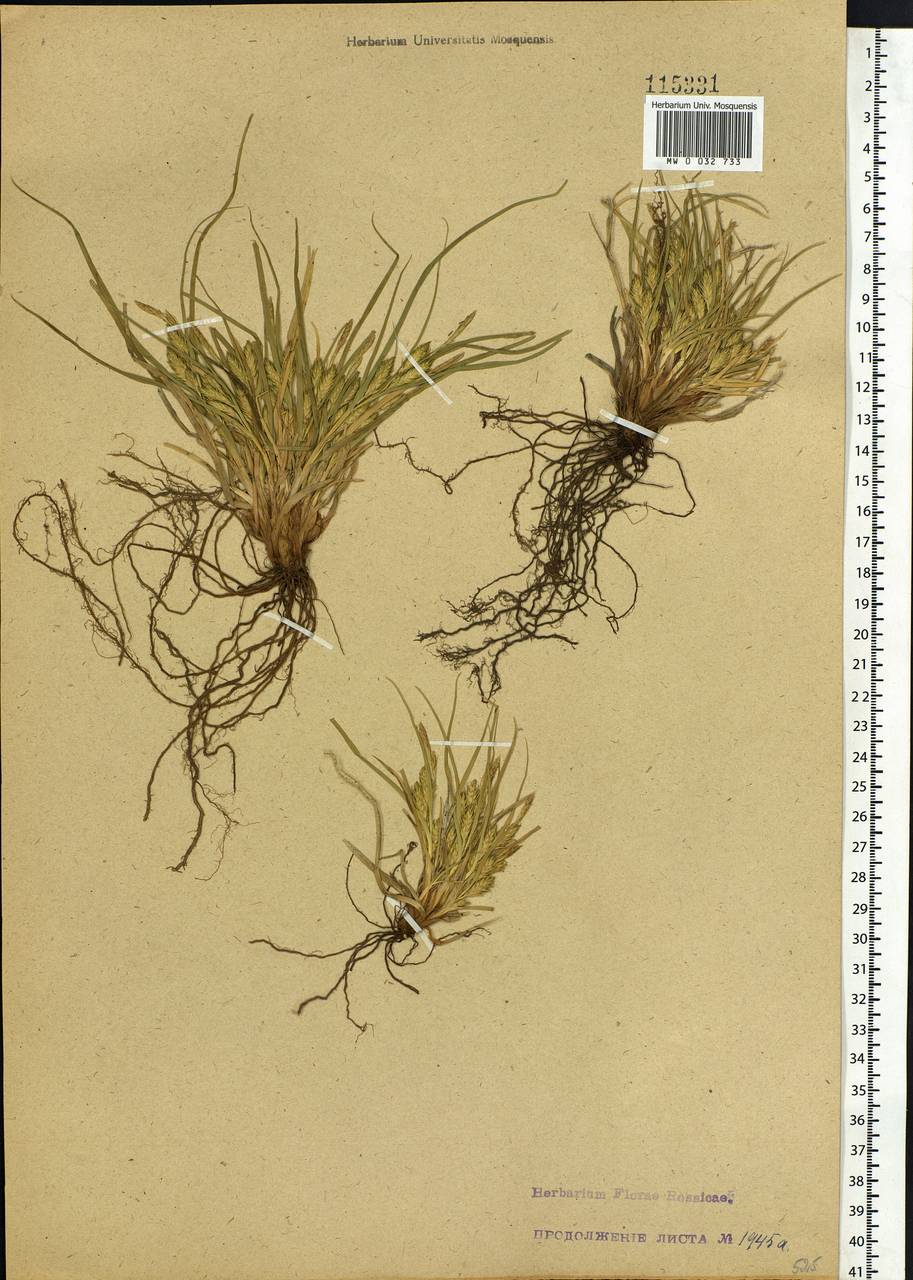 Carex eremopyroides V.I.Krecz., Siberia, Baikal & Transbaikal region (S4) (Russia)
