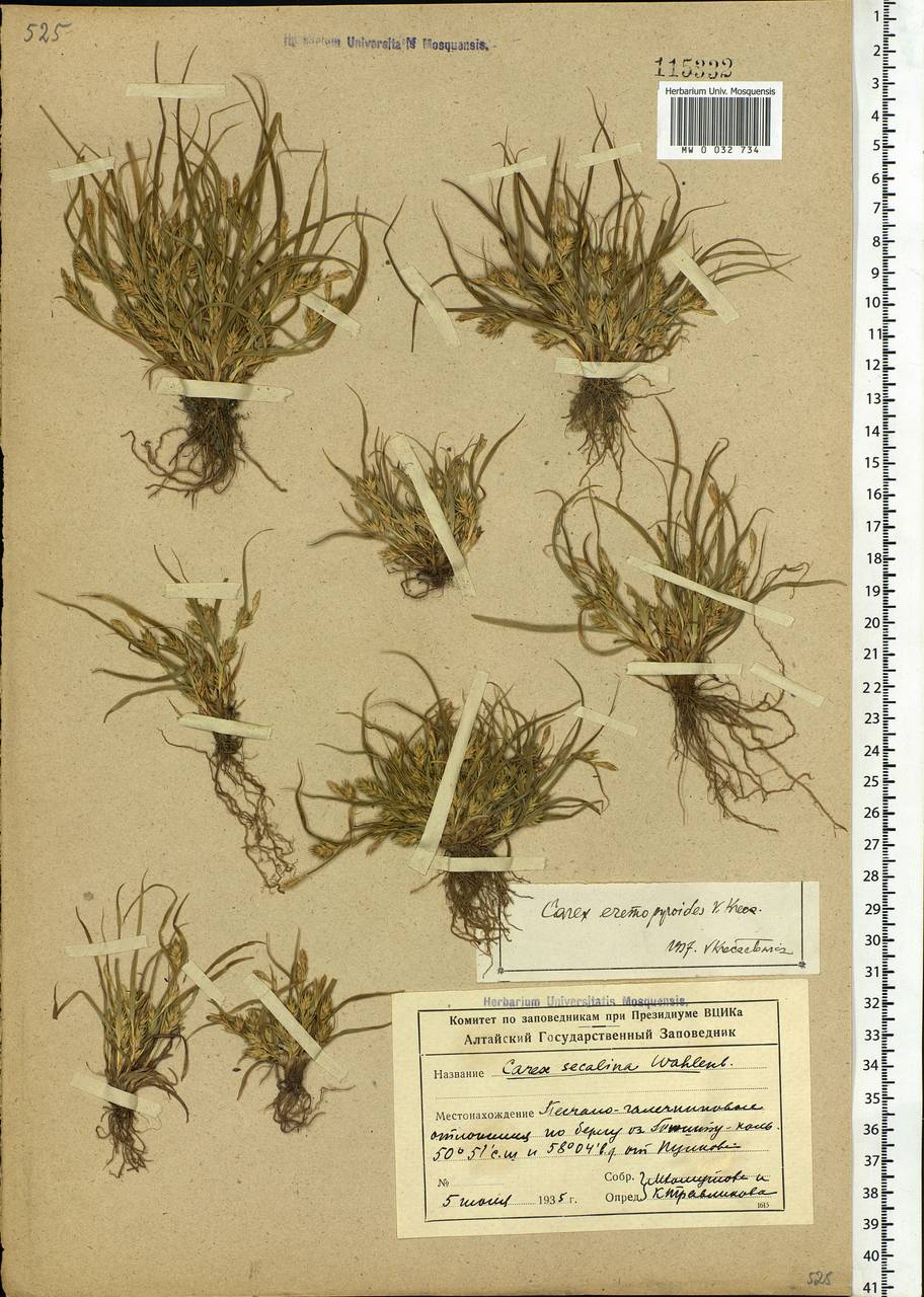 Carex eremopyroides V.I.Krecz., Siberia, Altai & Sayany Mountains (S2) (Russia)