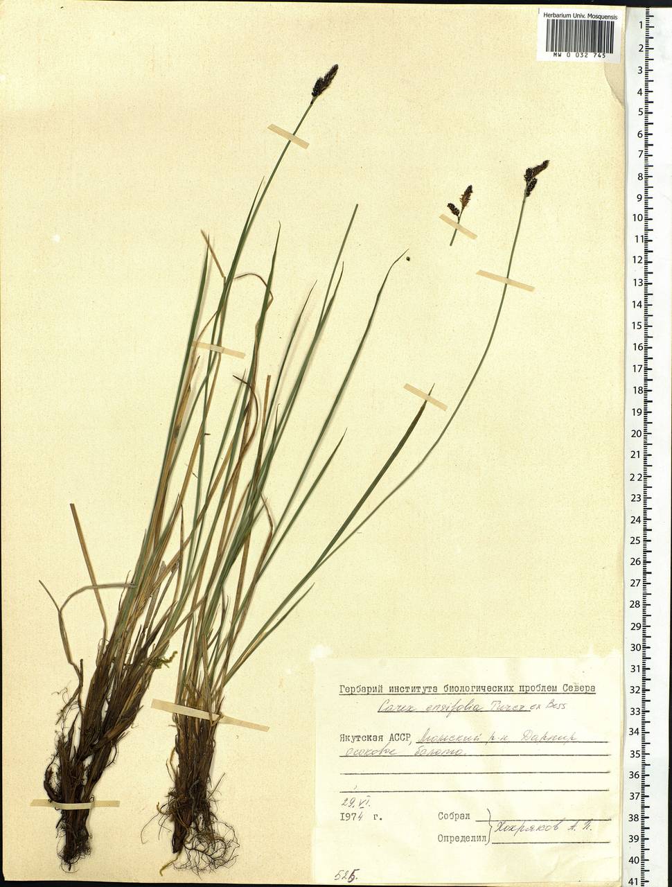 Carex bigelowii subsp. ensifolia (Turcz. ex Gorodkov) Holub, Siberia, Yakutia (S5) (Russia)