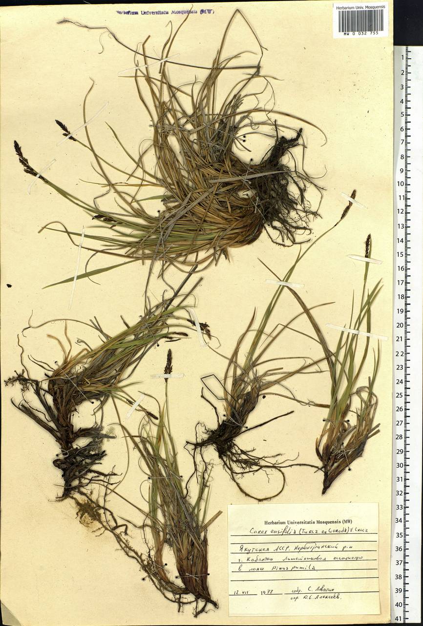 Carex bigelowii subsp. ensifolia (Turcz. ex Gorodkov) Holub, Siberia, Yakutia (S5) (Russia)