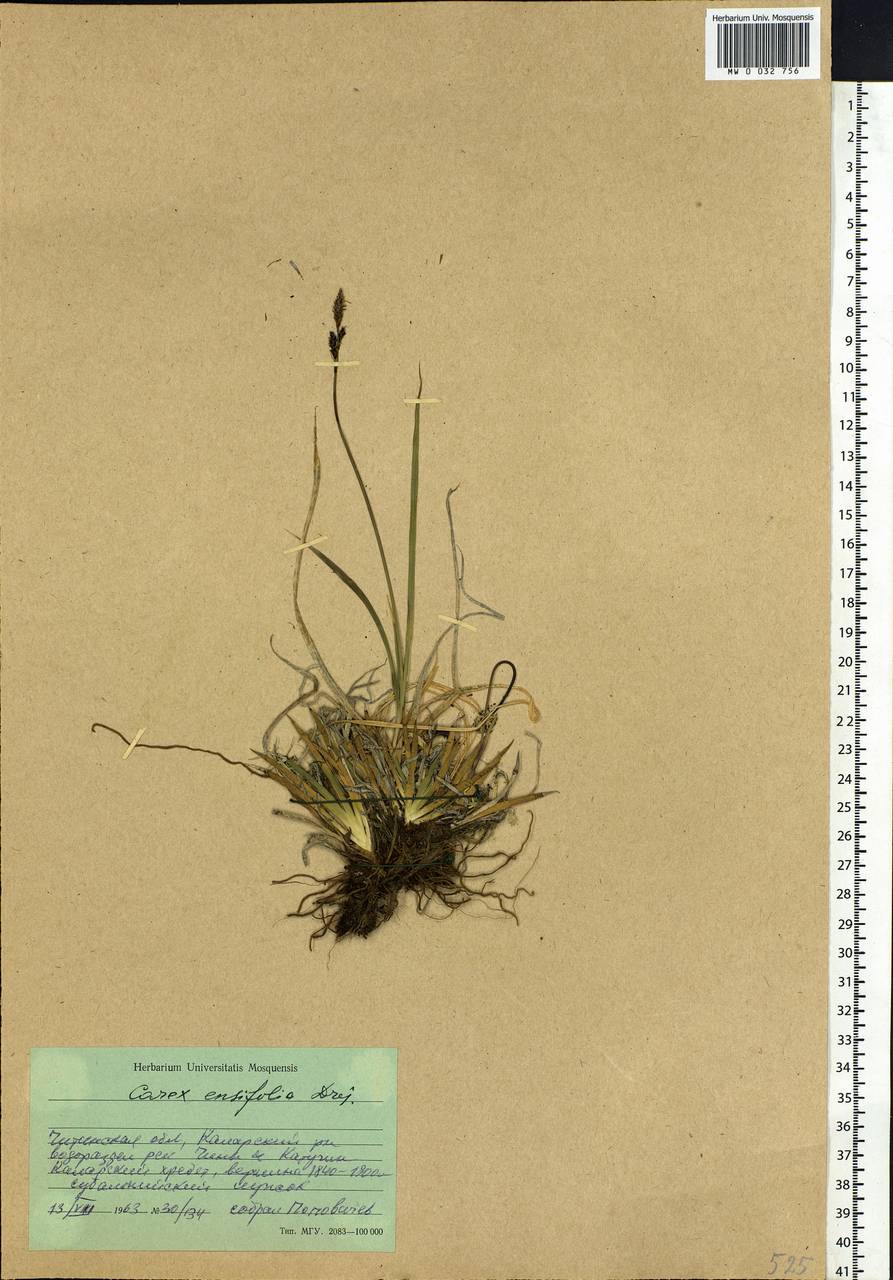 Carex bigelowii subsp. ensifolia (Turcz. ex Gorodkov) Holub, Siberia, Baikal & Transbaikal region (S4) (Russia)