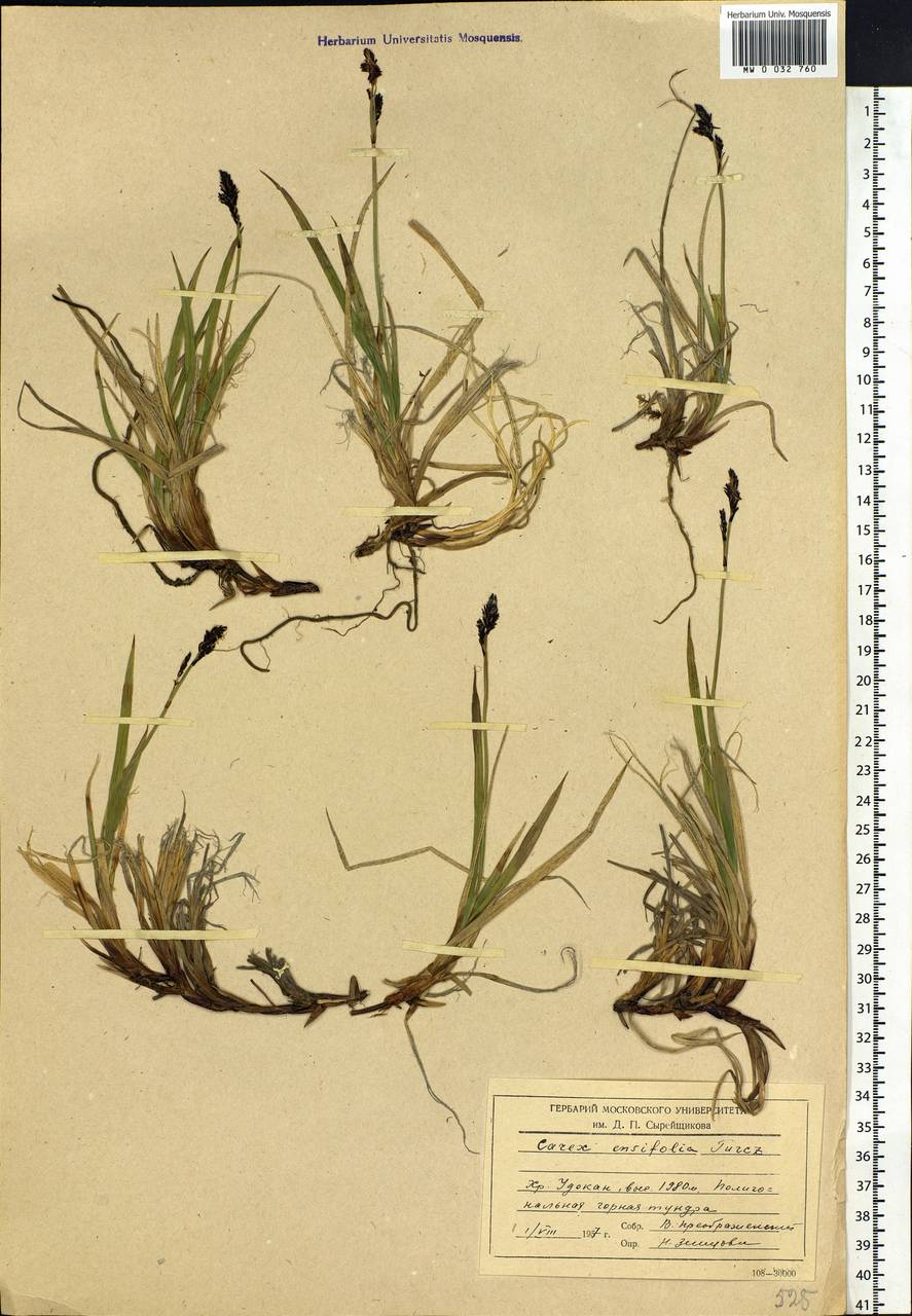 Carex bigelowii subsp. ensifolia (Turcz. ex Gorodkov) Holub, Siberia, Baikal & Transbaikal region (S4) (Russia)