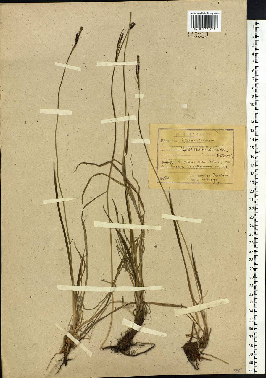 Carex bigelowii subsp. ensifolia (Turcz. ex Gorodkov) Holub, Siberia, Baikal & Transbaikal region (S4) (Russia)