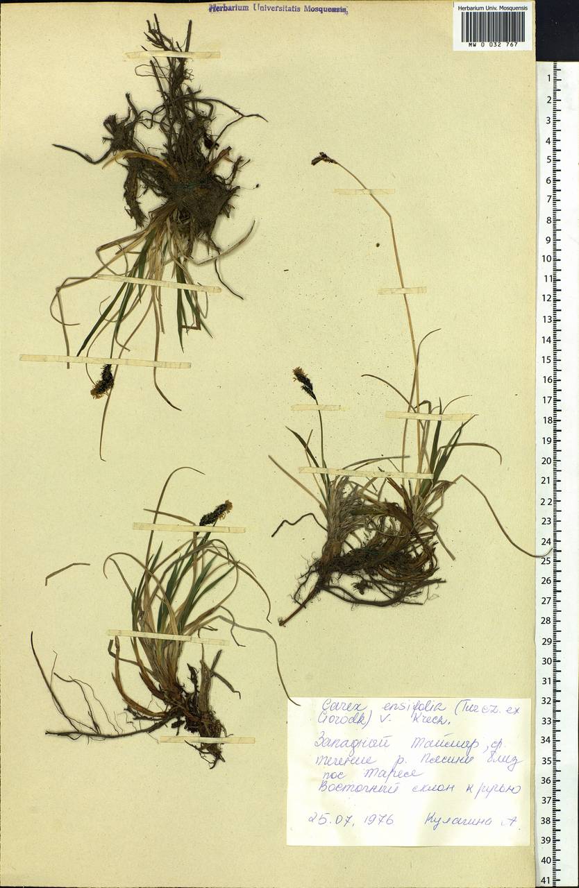 Carex bigelowii subsp. ensifolia (Turcz. ex Gorodkov) Holub, Siberia, Central Siberia (S3) (Russia)