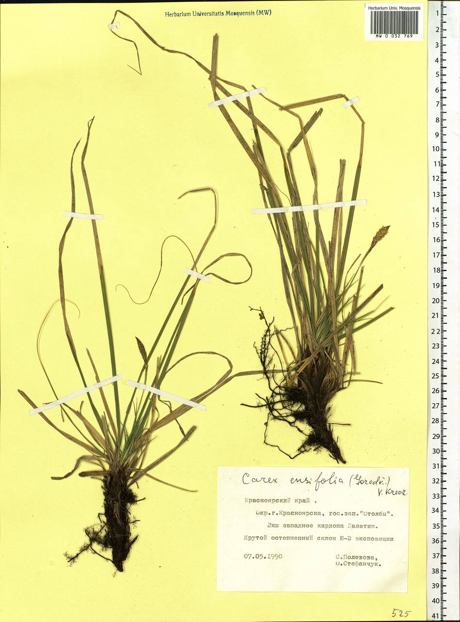Carex bigelowii subsp. ensifolia (Turcz. ex Gorodkov) Holub, Siberia, Central Siberia (S3) (Russia)