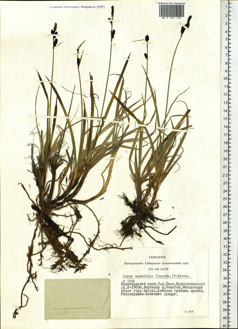 Carex bigelowii subsp. ensifolia (Turcz. ex Gorodkov) Holub, Siberia, Altai & Sayany Mountains (S2) (Russia)