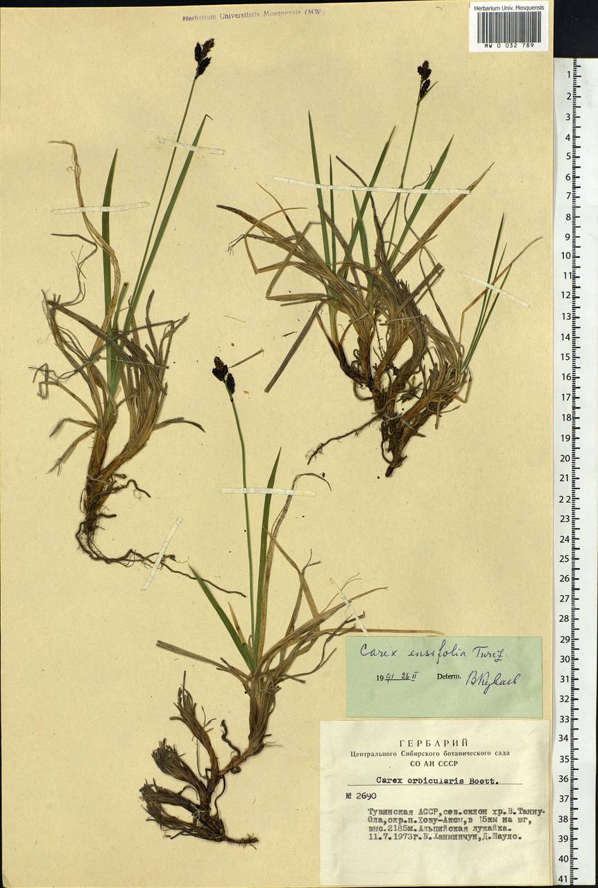 Carex bigelowii subsp. ensifolia (Turcz. ex Gorodkov) Holub, Siberia, Altai & Sayany Mountains (S2) (Russia)