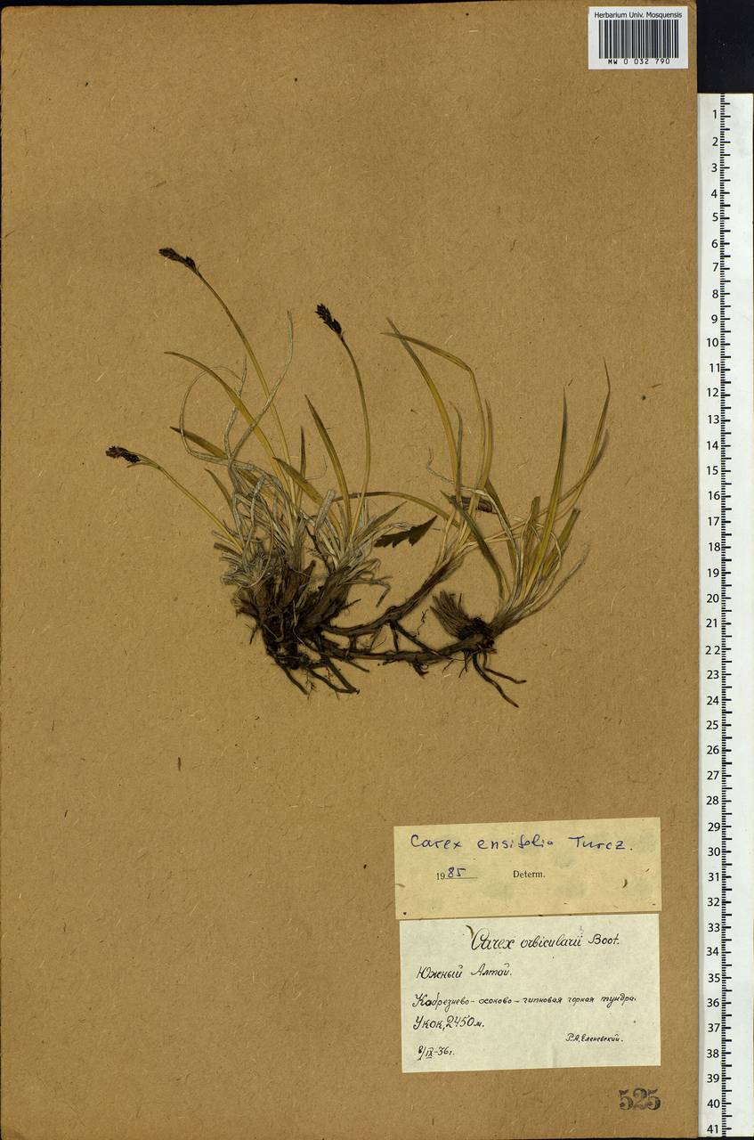 Carex bigelowii subsp. ensifolia (Turcz. ex Gorodkov) Holub, Siberia, Altai & Sayany Mountains (S2) (Russia)