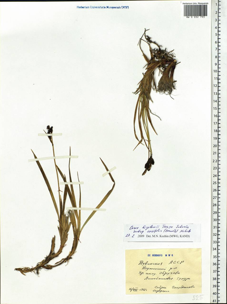 Carex bigelowii subsp. ensifolia (Turcz. ex Gorodkov) Holub, Siberia, Altai & Sayany Mountains (S2) (Russia)