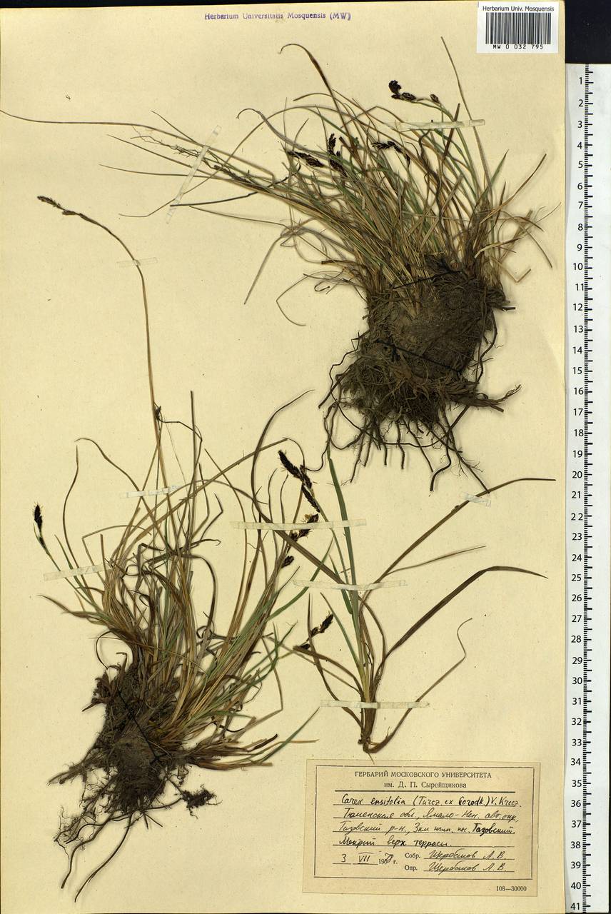 Carex bigelowii subsp. ensifolia (Turcz. ex Gorodkov) Holub, Siberia, Western Siberia (S1) (Russia)