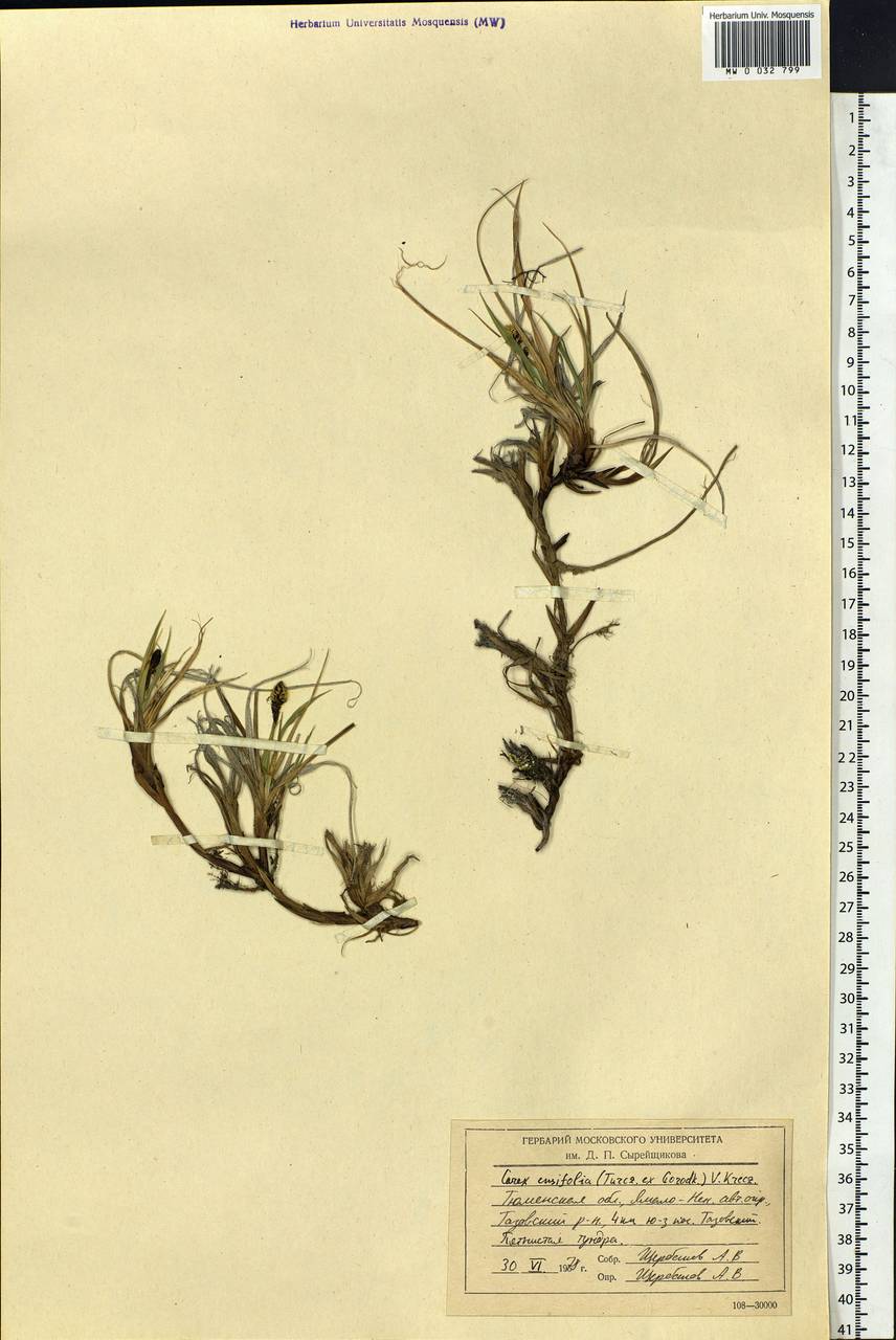 Carex bigelowii subsp. ensifolia (Turcz. ex Gorodkov) Holub, Siberia, Western Siberia (S1) (Russia)