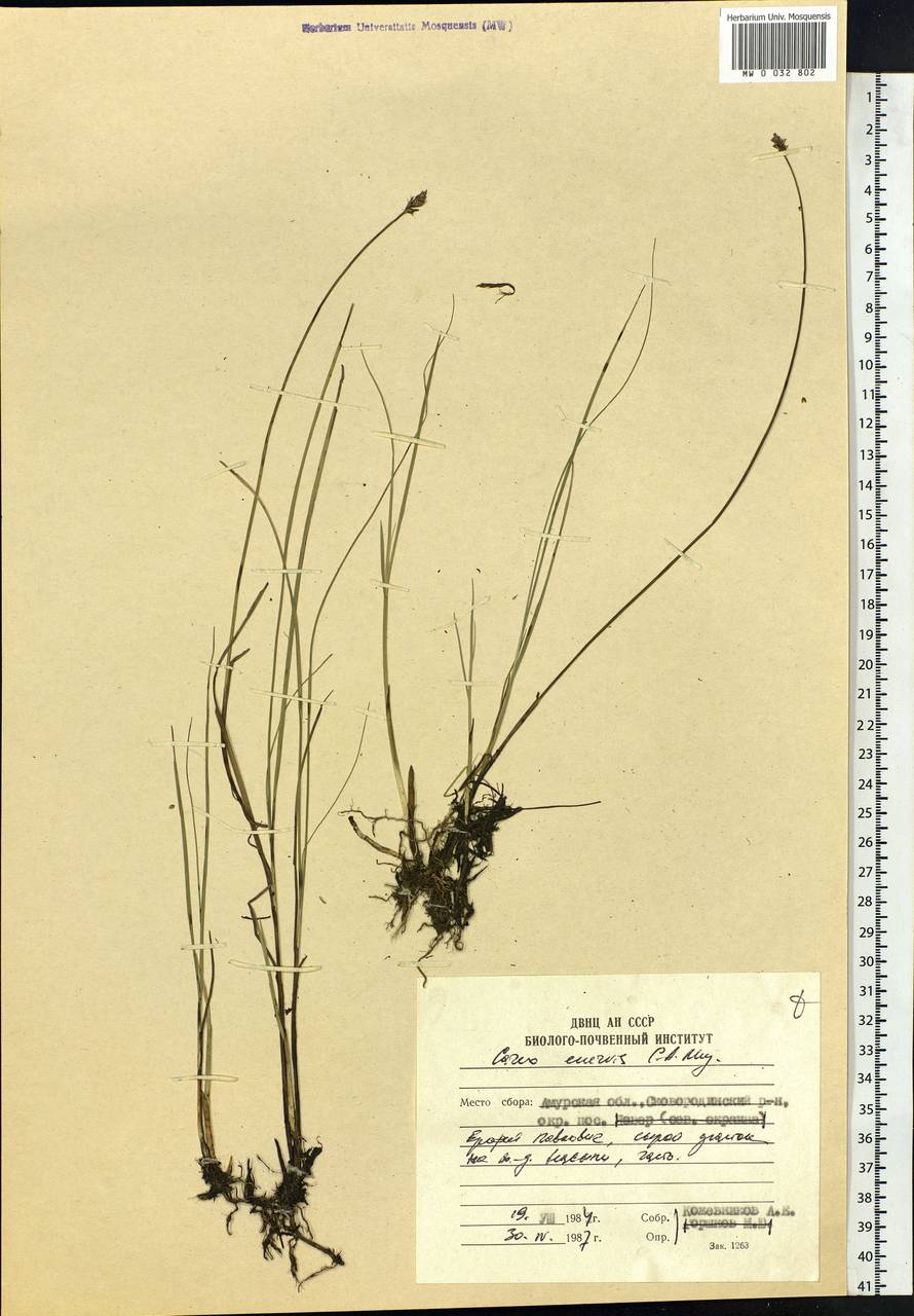 Carex enervis C.A.Mey., Siberia, Russian Far East (S6) (Russia)