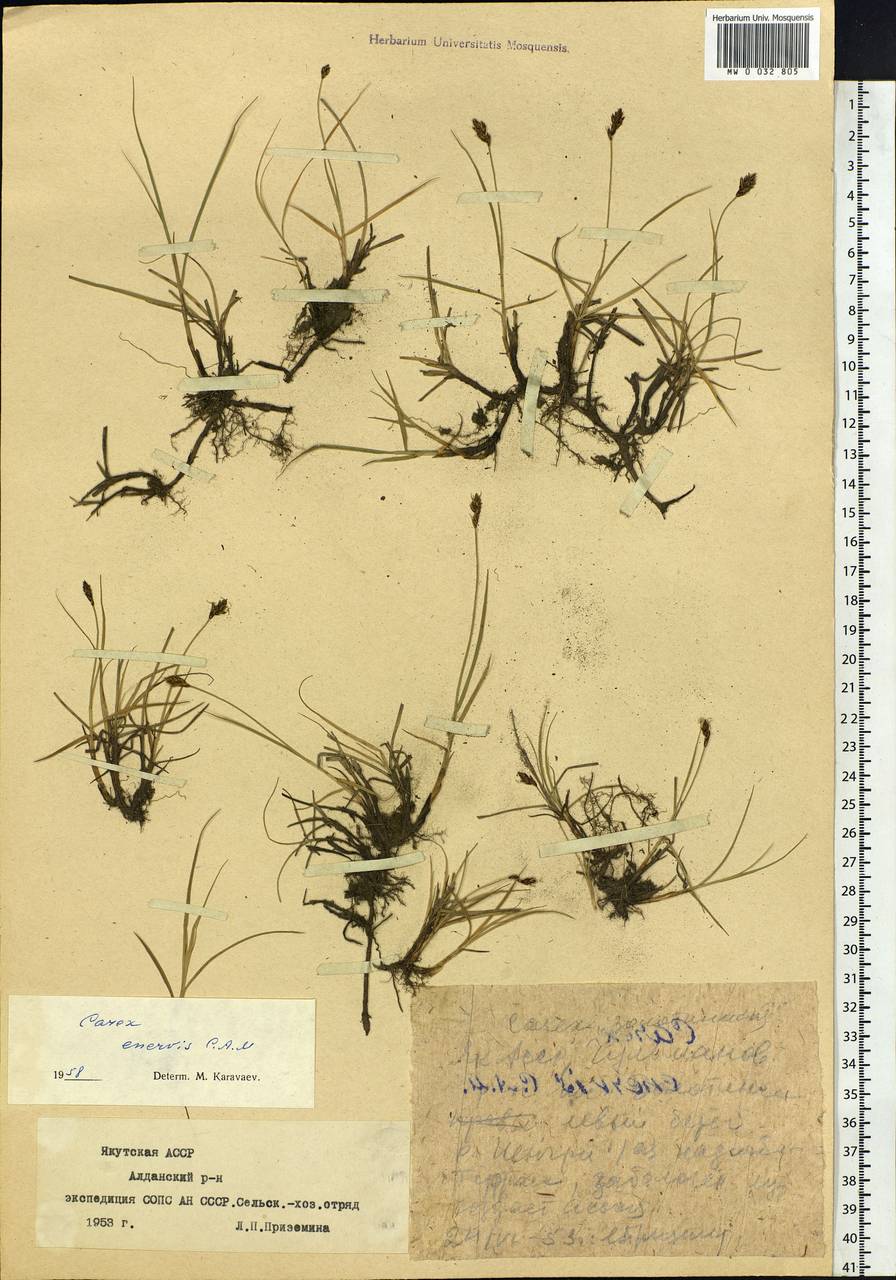 Carex enervis C.A.Mey., Siberia, Yakutia (S5) (Russia)