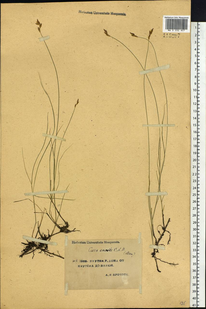 Carex enervis C.A.Mey., Siberia, Yakutia (S5) (Russia)