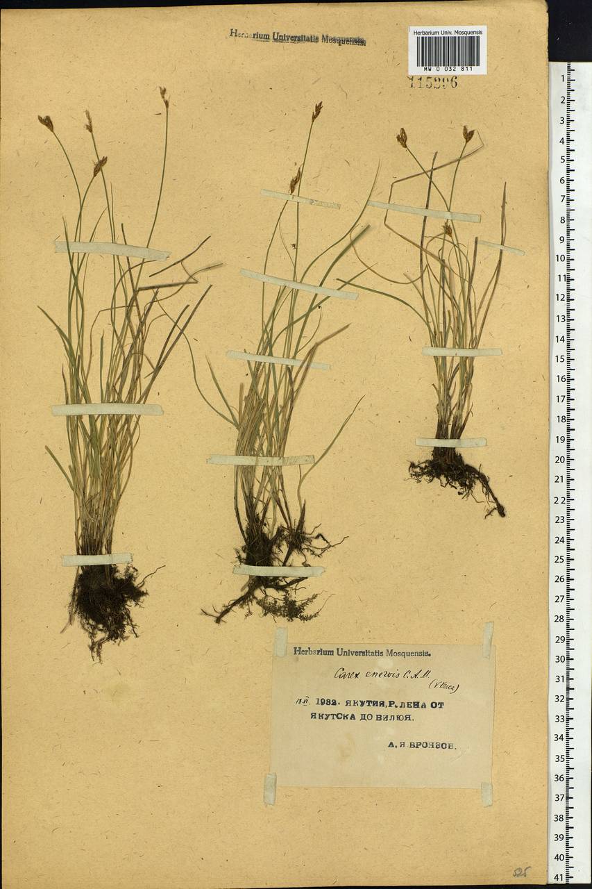 Carex enervis C.A.Mey., Siberia, Yakutia (S5) (Russia)