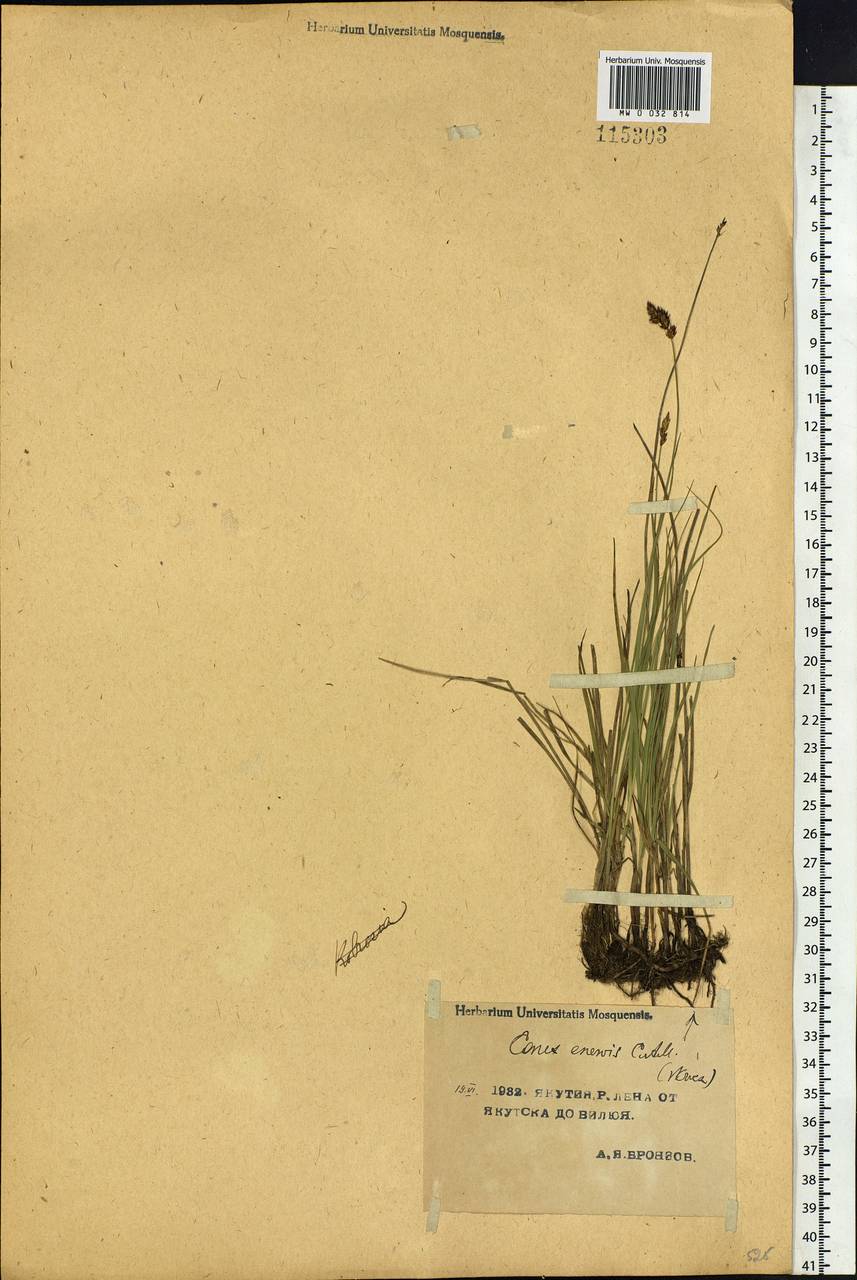 Carex enervis C.A.Mey., Siberia, Yakutia (S5) (Russia)