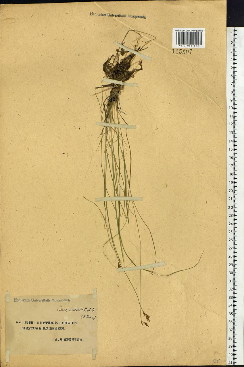 Carex enervis C.A.Mey., Siberia, Yakutia (S5) (Russia)
