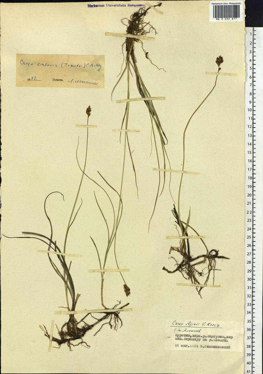 Carex enervis C.A.Mey., Siberia, Baikal & Transbaikal region (S4) (Russia)