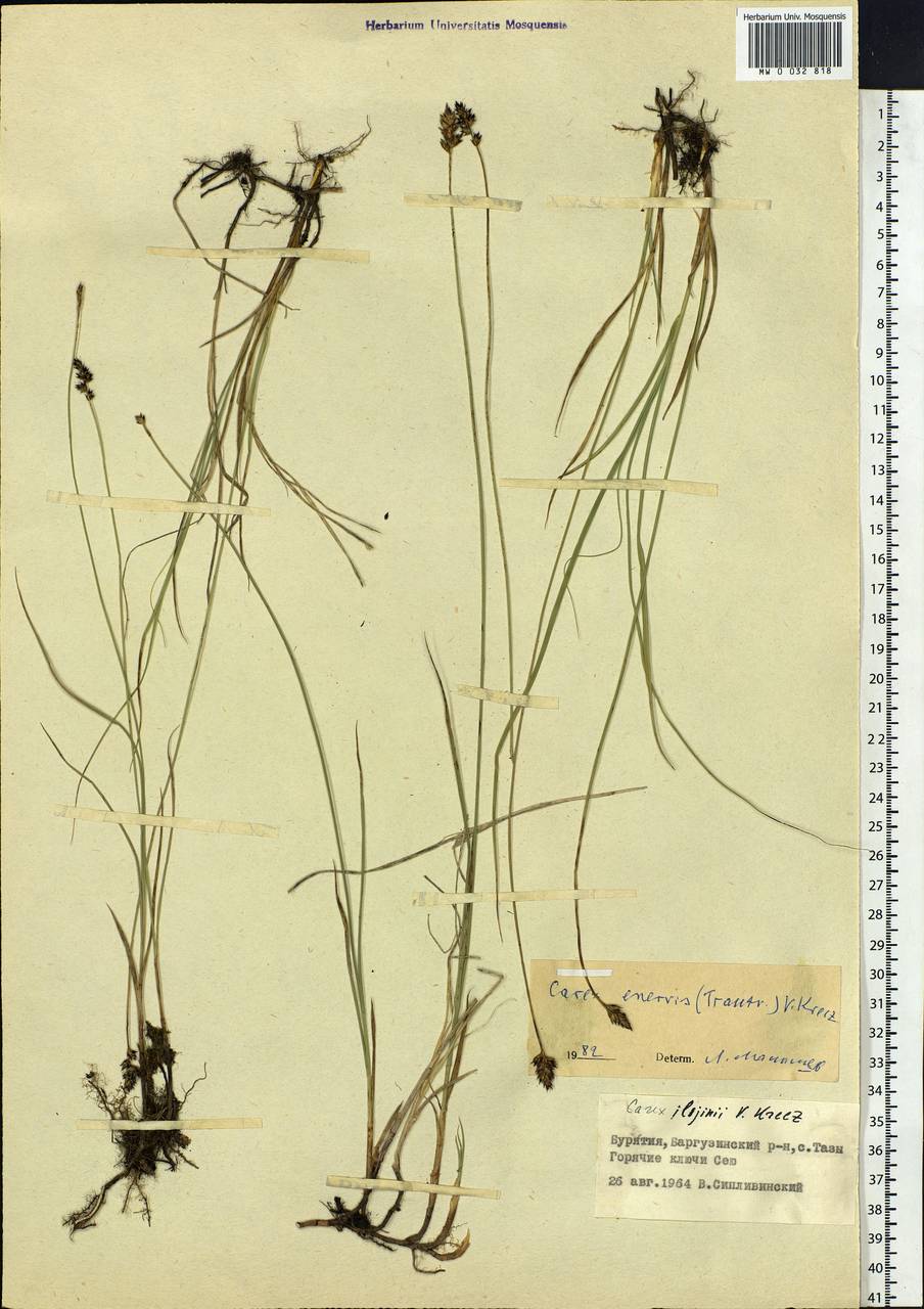 Carex enervis C.A.Mey., Siberia, Baikal & Transbaikal region (S4) (Russia)