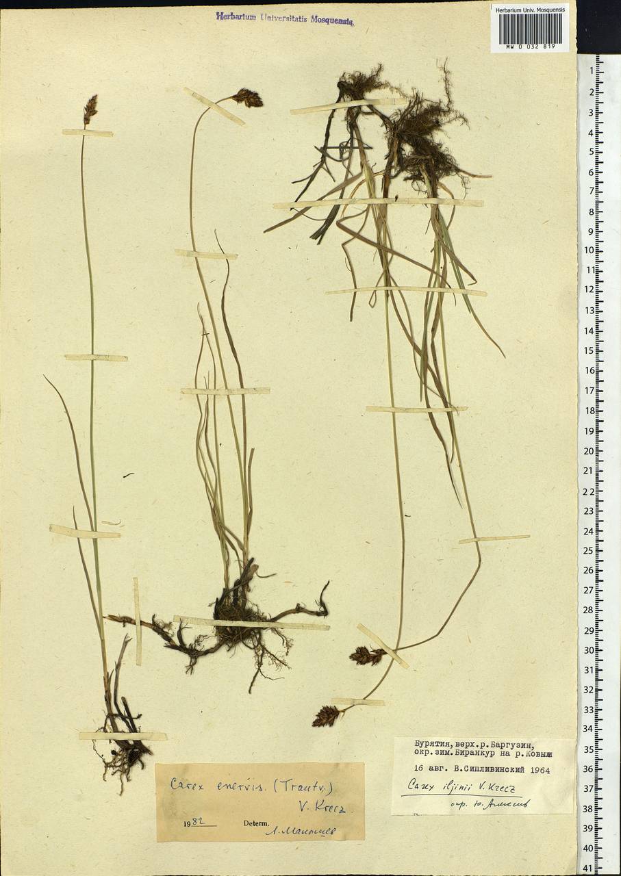 Carex enervis C.A.Mey., Siberia, Baikal & Transbaikal region (S4) (Russia)