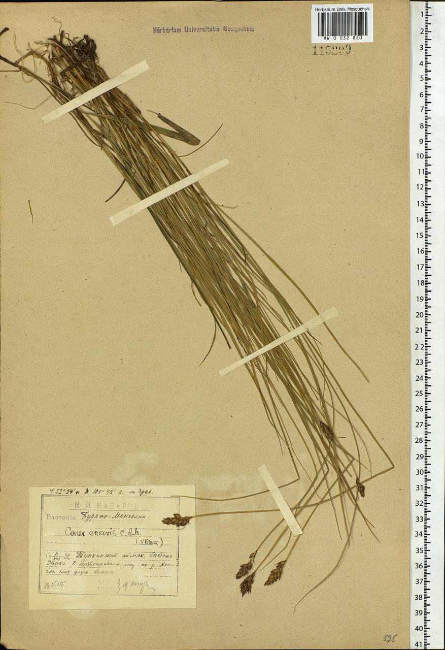 Carex enervis C.A.Mey., Siberia, Baikal & Transbaikal region (S4) (Russia)