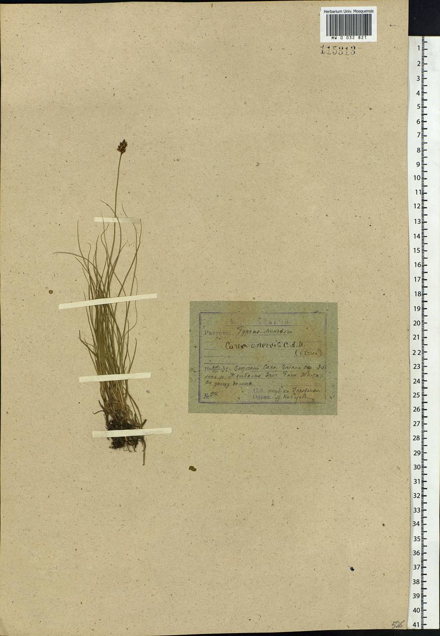Carex enervis C.A.Mey., Siberia, Baikal & Transbaikal region (S4) (Russia)