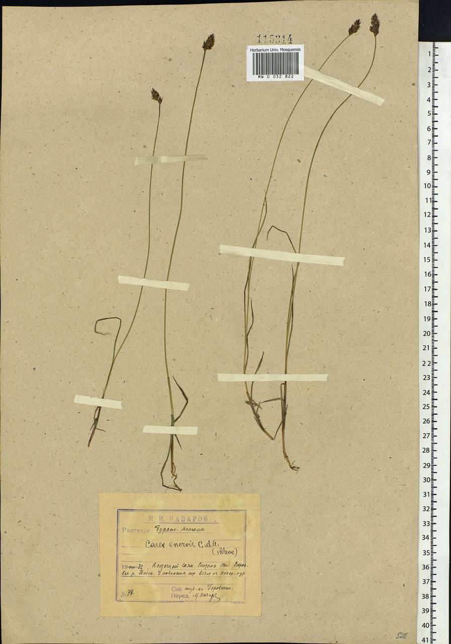 Carex enervis C.A.Mey., Siberia, Baikal & Transbaikal region (S4) (Russia)