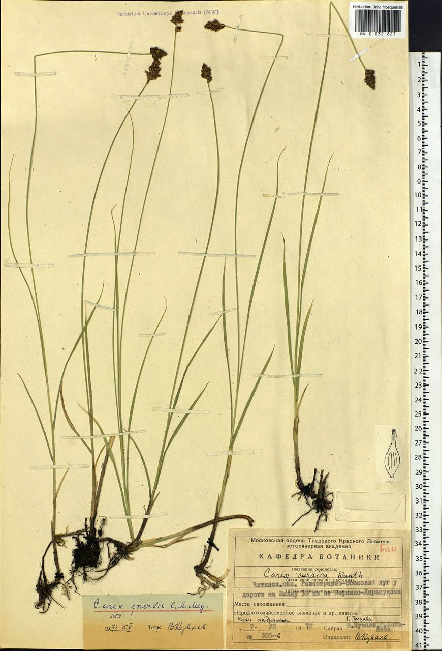 Carex enervis C.A.Mey., Siberia, Baikal & Transbaikal region (S4) (Russia)