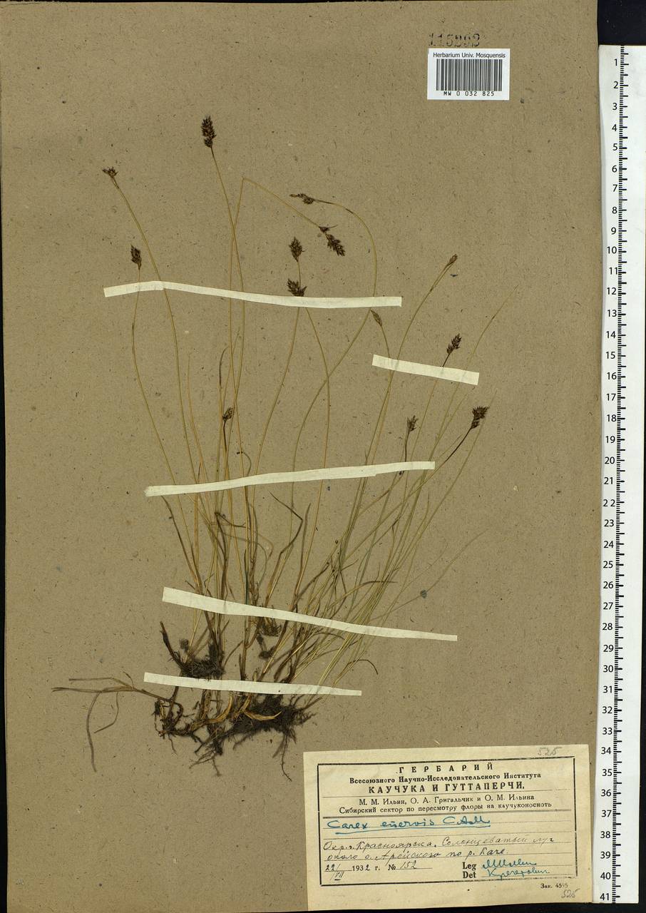Carex enervis C.A.Mey., Siberia, Central Siberia (S3) (Russia)