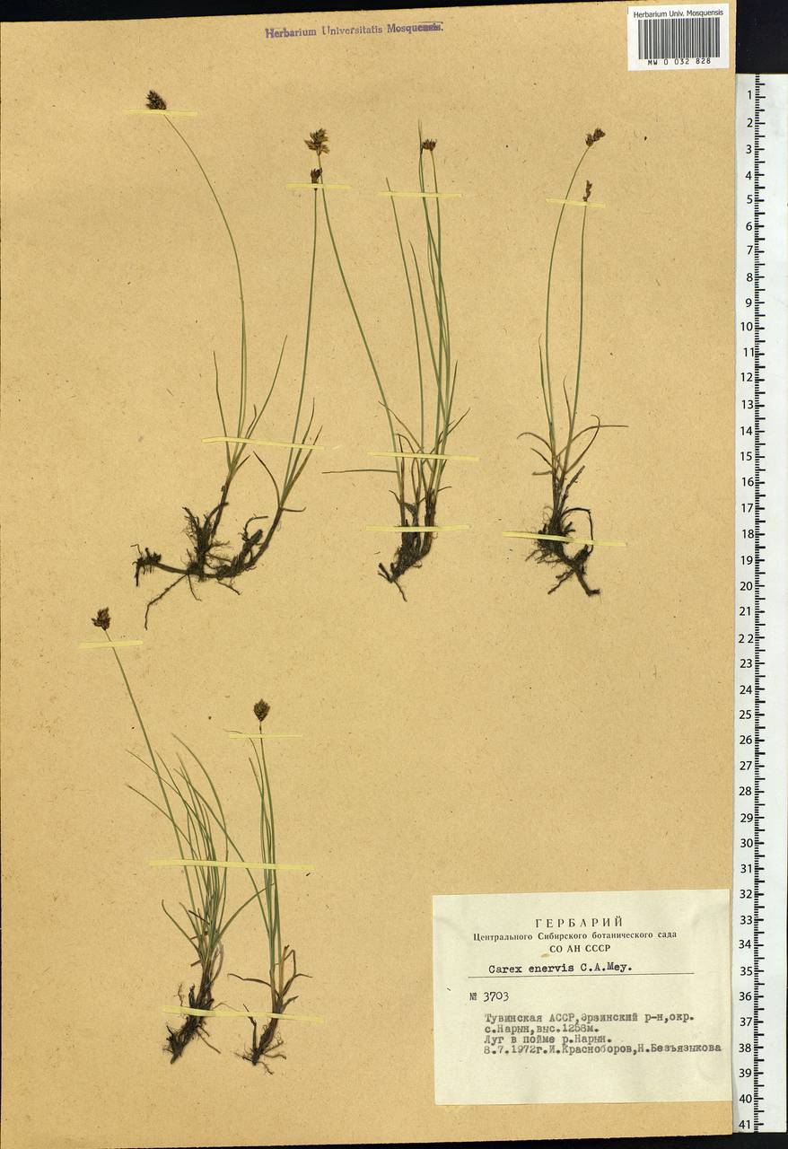 Carex enervis C.A.Mey., Siberia, Altai & Sayany Mountains (S2) (Russia)