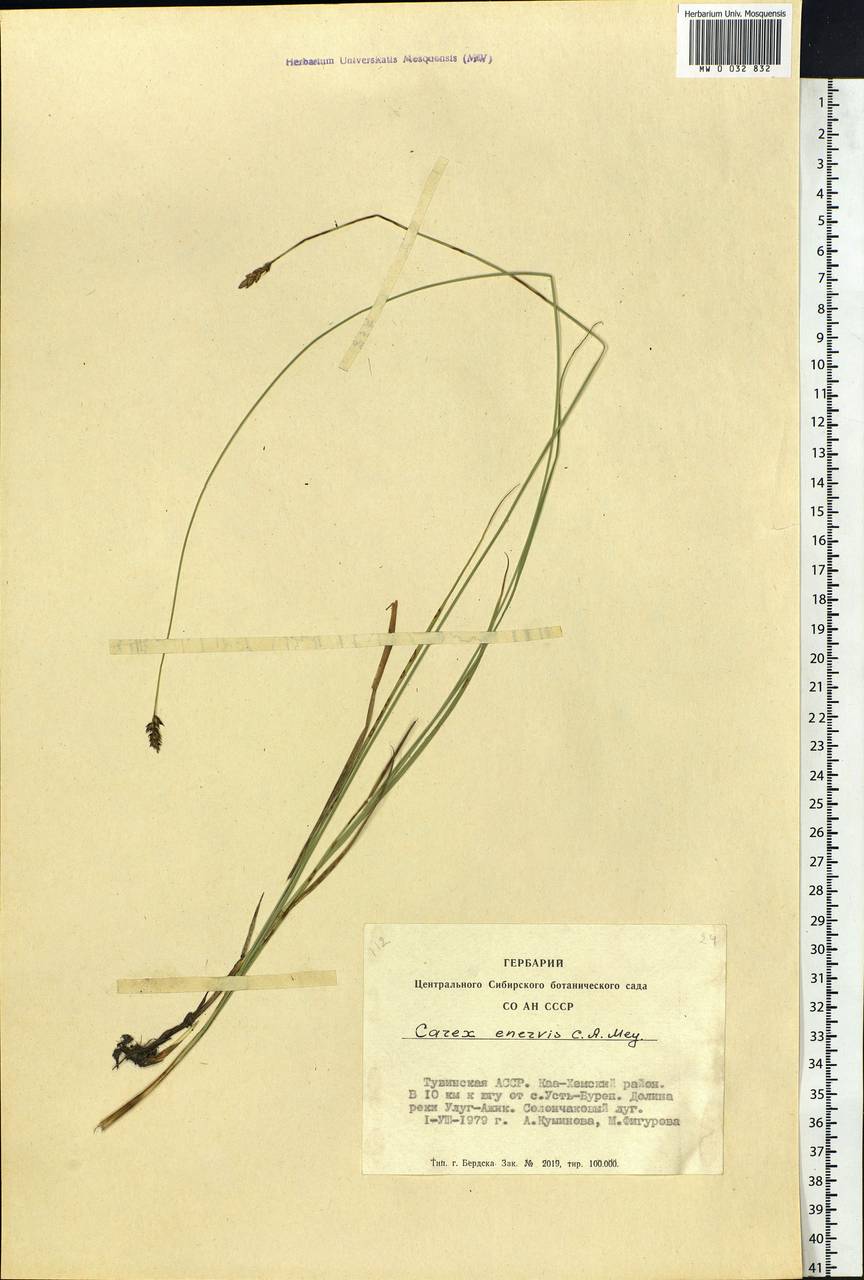 Carex enervis C.A.Mey., Siberia, Altai & Sayany Mountains (S2) (Russia)