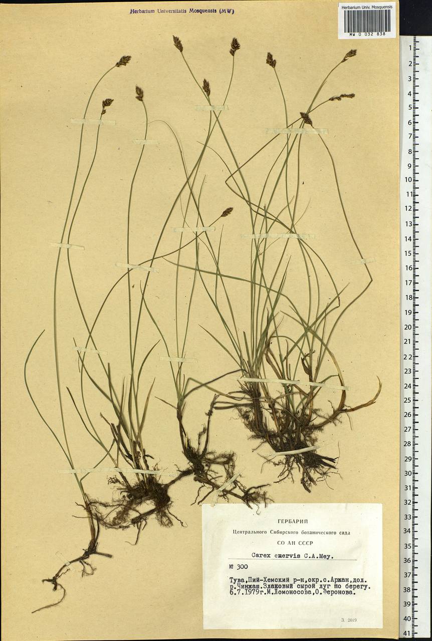Carex enervis C.A.Mey., Siberia, Altai & Sayany Mountains (S2) (Russia)
