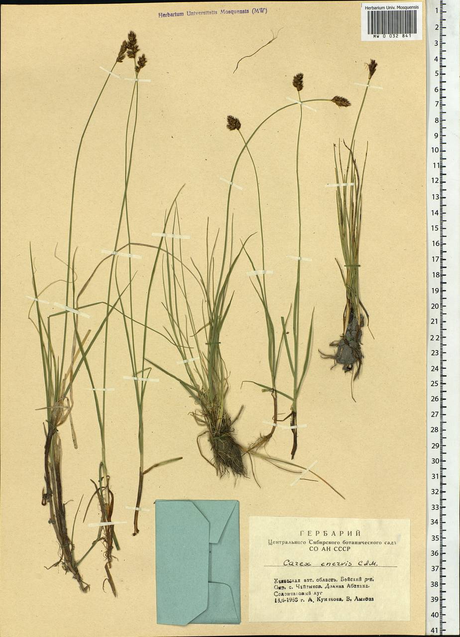 Carex enervis C.A.Mey., Siberia, Altai & Sayany Mountains (S2) (Russia)
