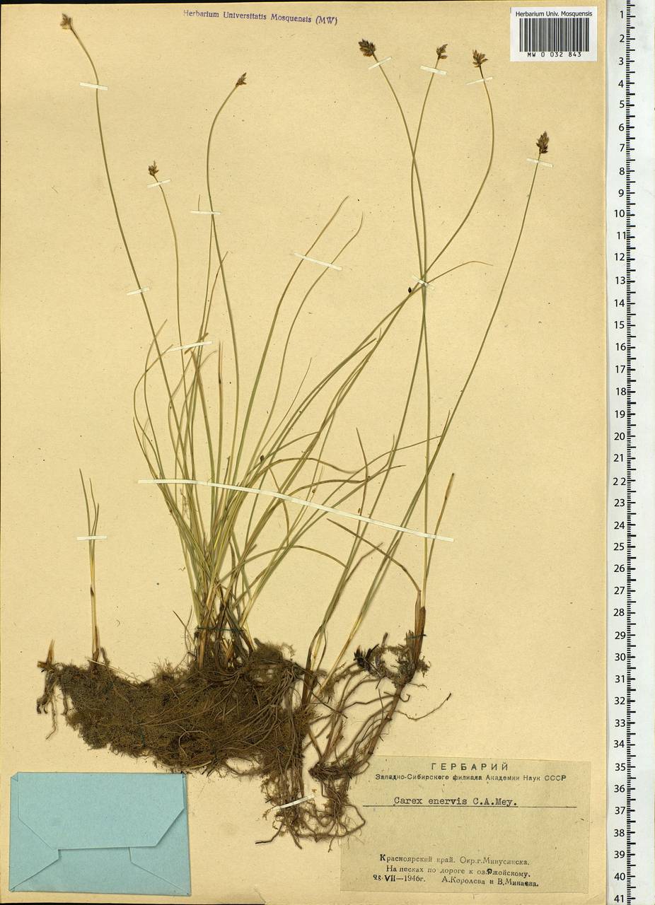 Carex enervis C.A.Mey., Siberia, Altai & Sayany Mountains (S2) (Russia)