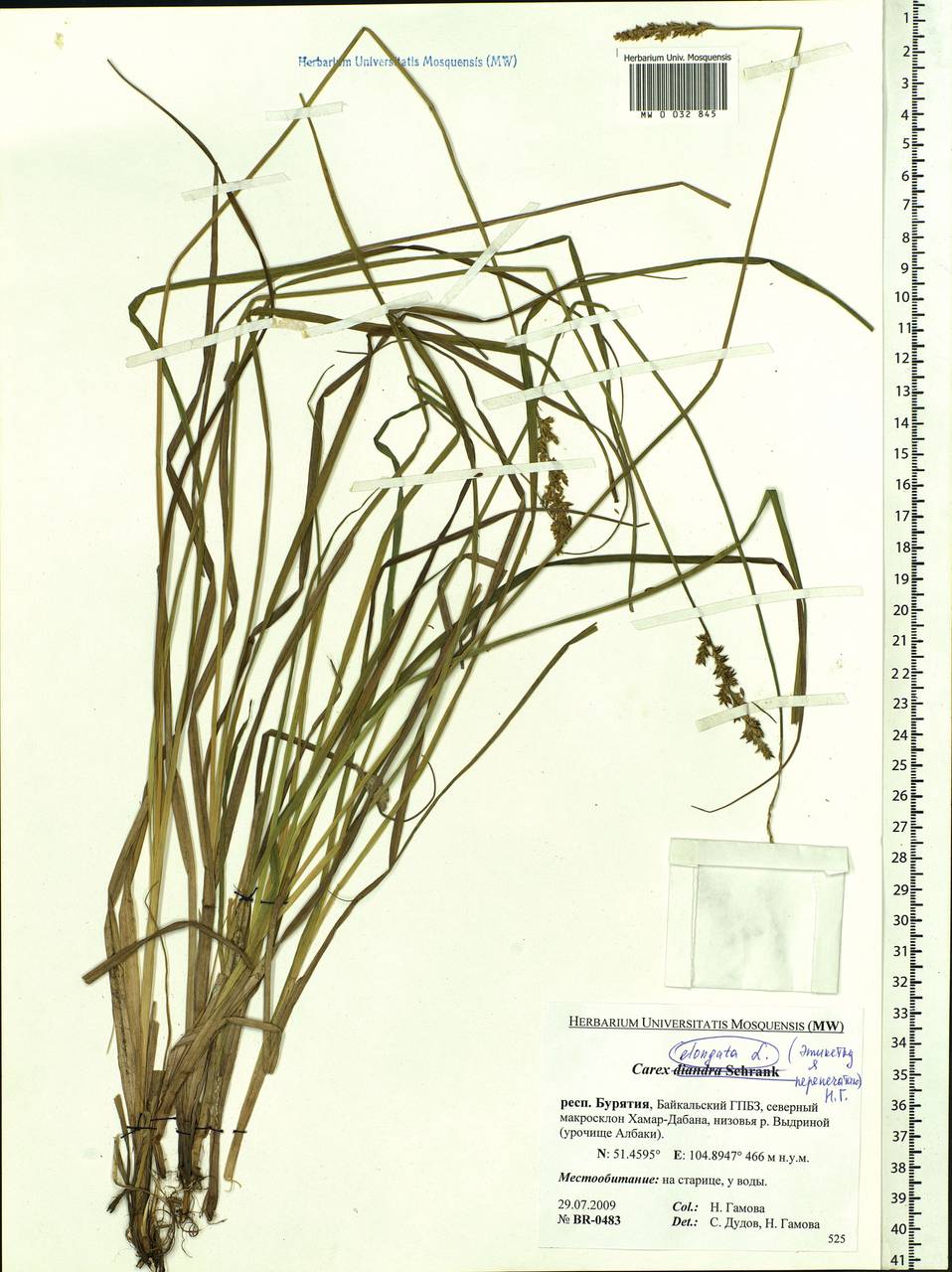 Carex elongata L., Siberia, Baikal & Transbaikal region (S4) (Russia)