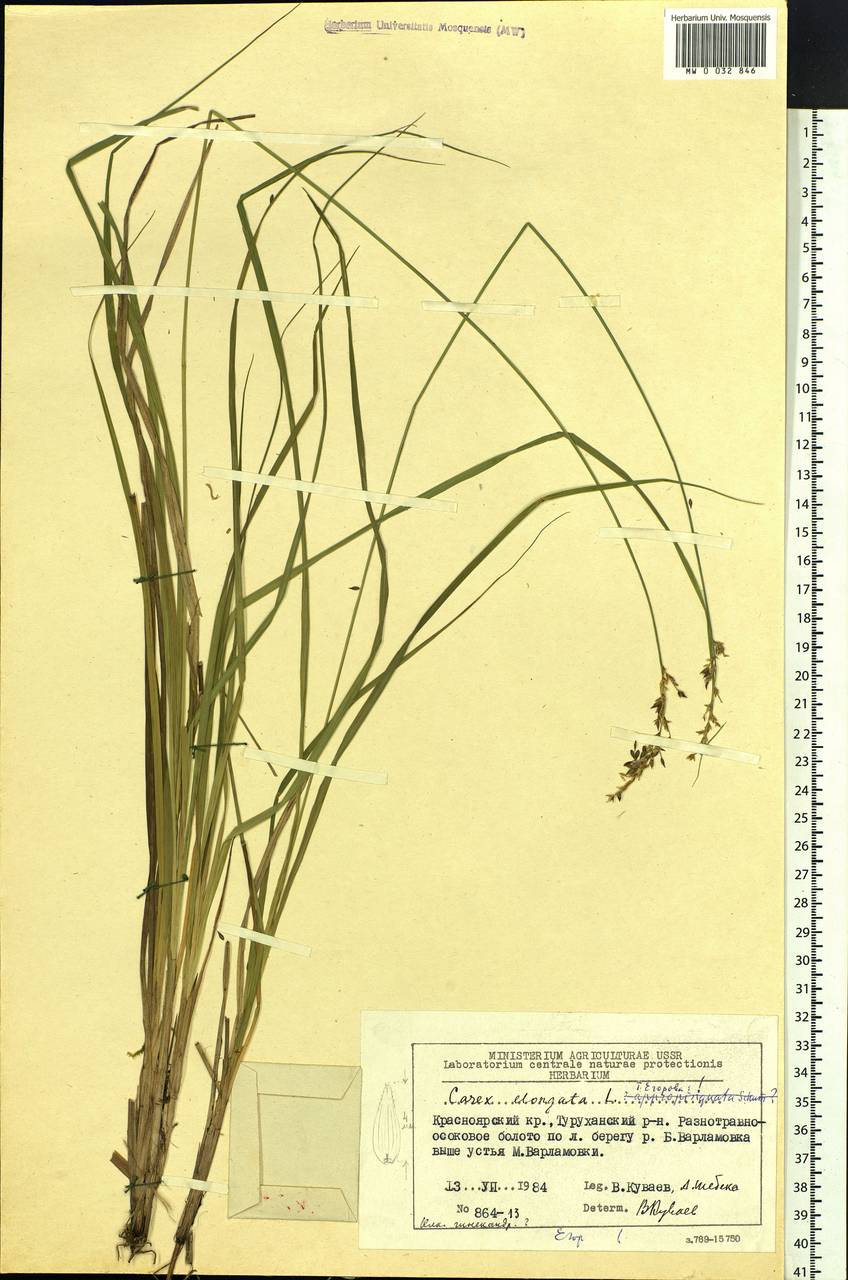 Carex elongata L., Siberia, Central Siberia (S3) (Russia)