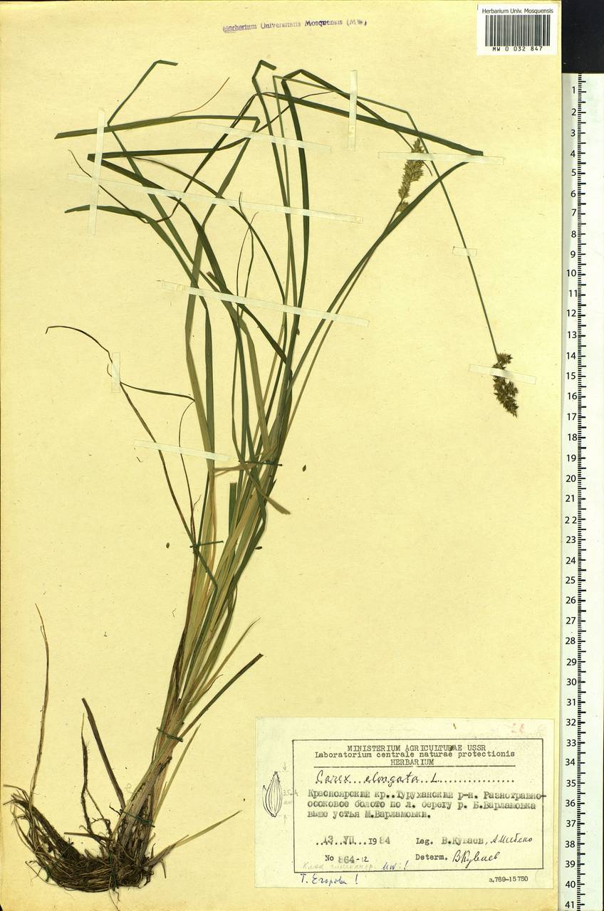 Carex elongata L., Siberia, Central Siberia (S3) (Russia)