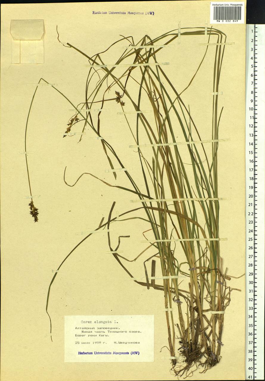 Carex elongata L., Siberia, Altai & Sayany Mountains (S2) (Russia)
