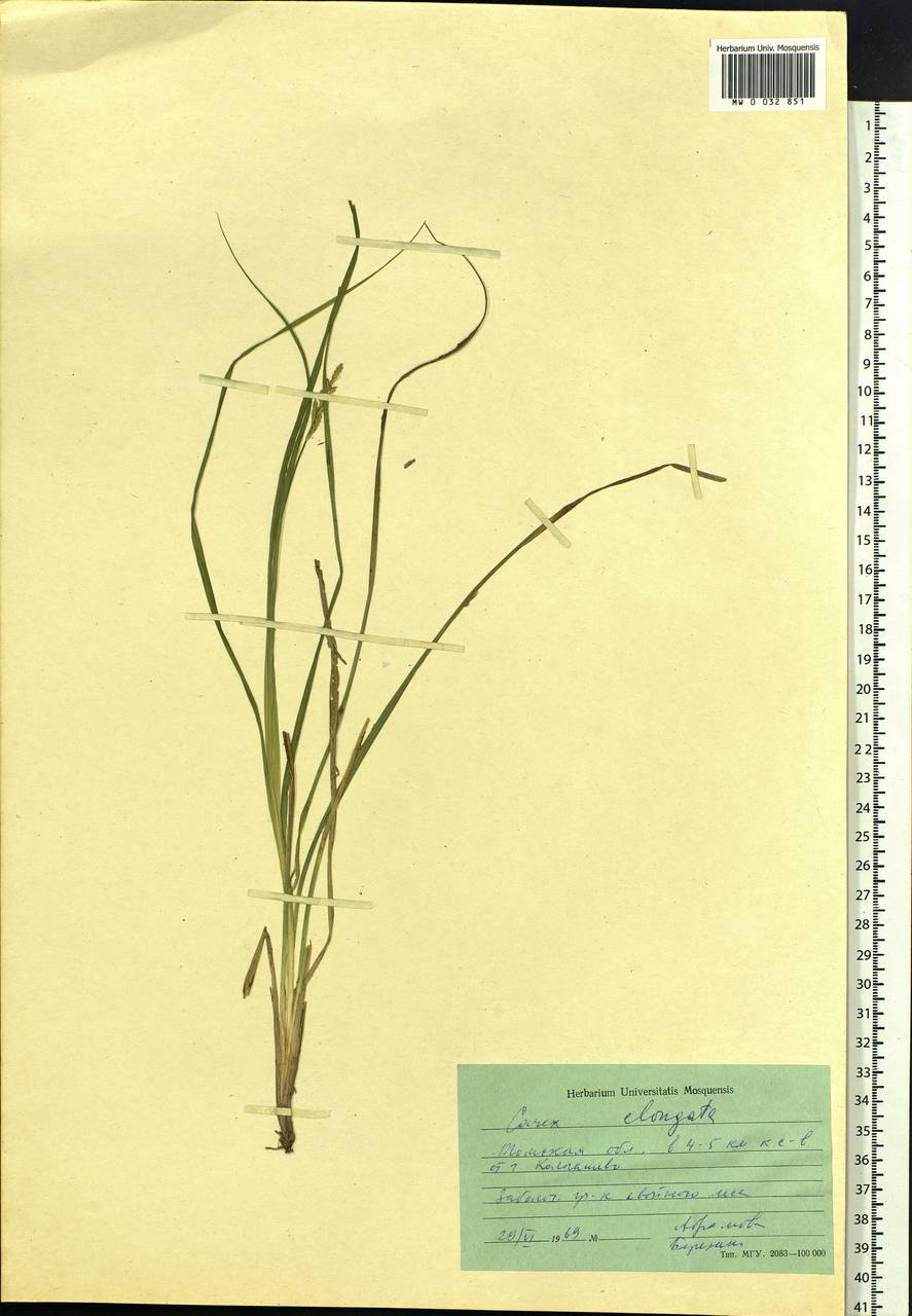 Carex elongata L., Siberia, Western Siberia (S1) (Russia)