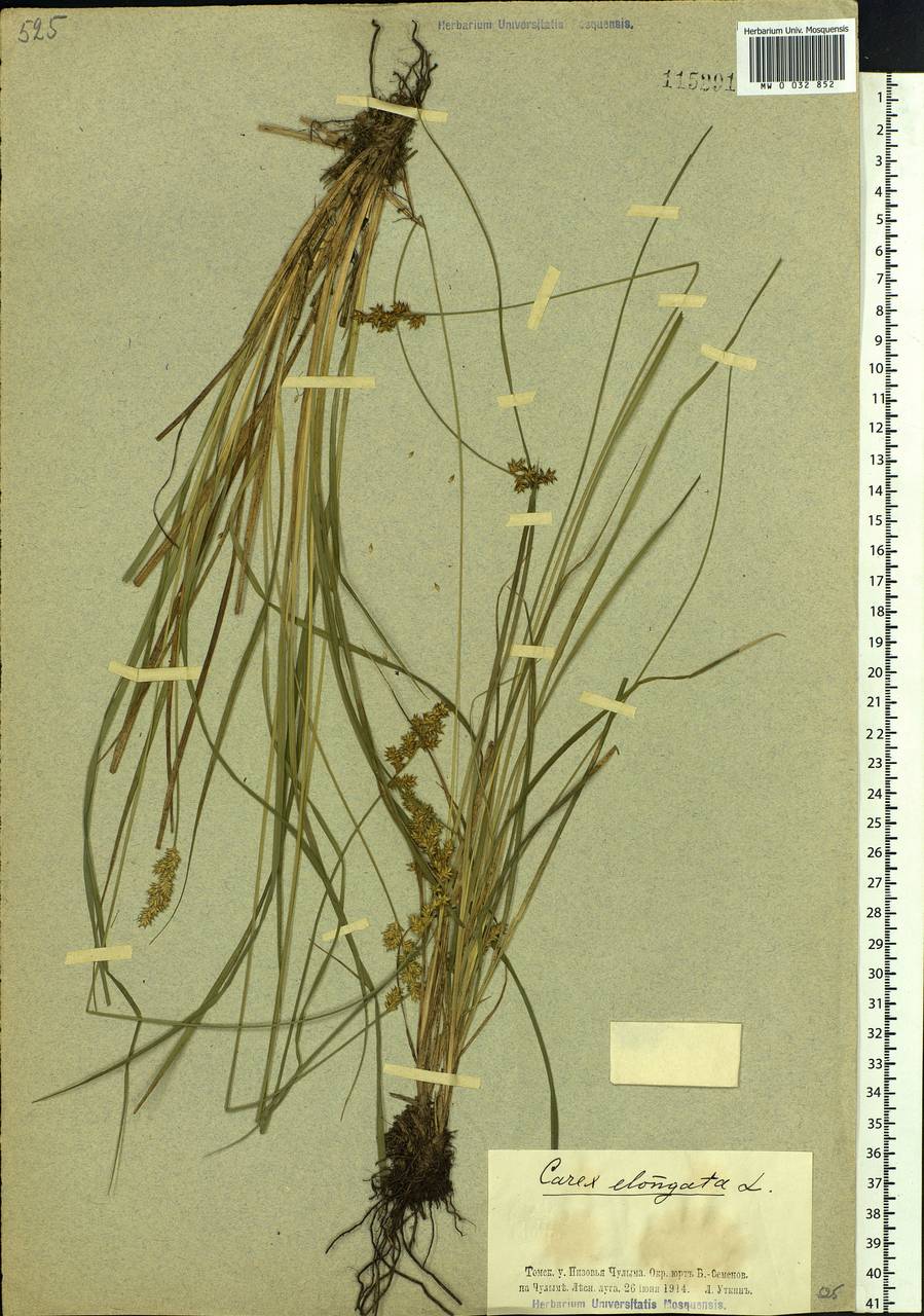 Carex elongata L., Siberia, Western Siberia (S1) (Russia)