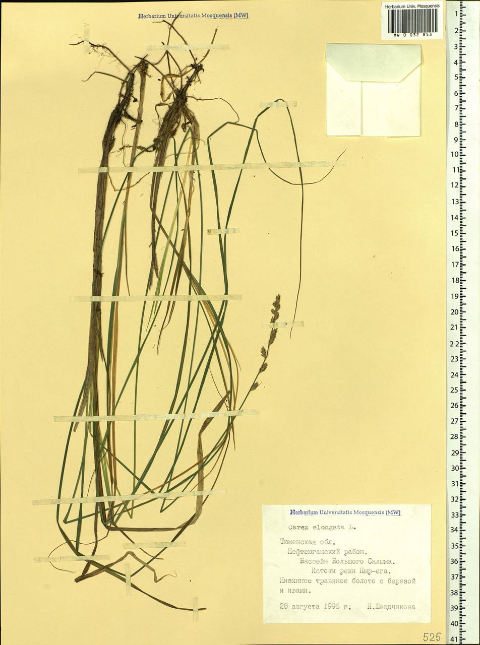 Carex elongata L., Siberia, Western Siberia (S1) (Russia)