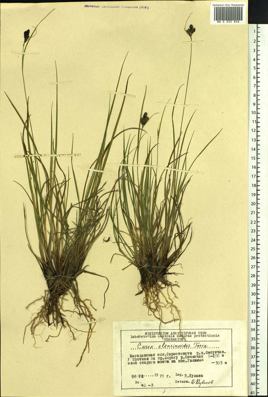 Carex eleusinoides Turcz. ex Kunth, Siberia, Chukotka & Kamchatka (S7) (Russia)