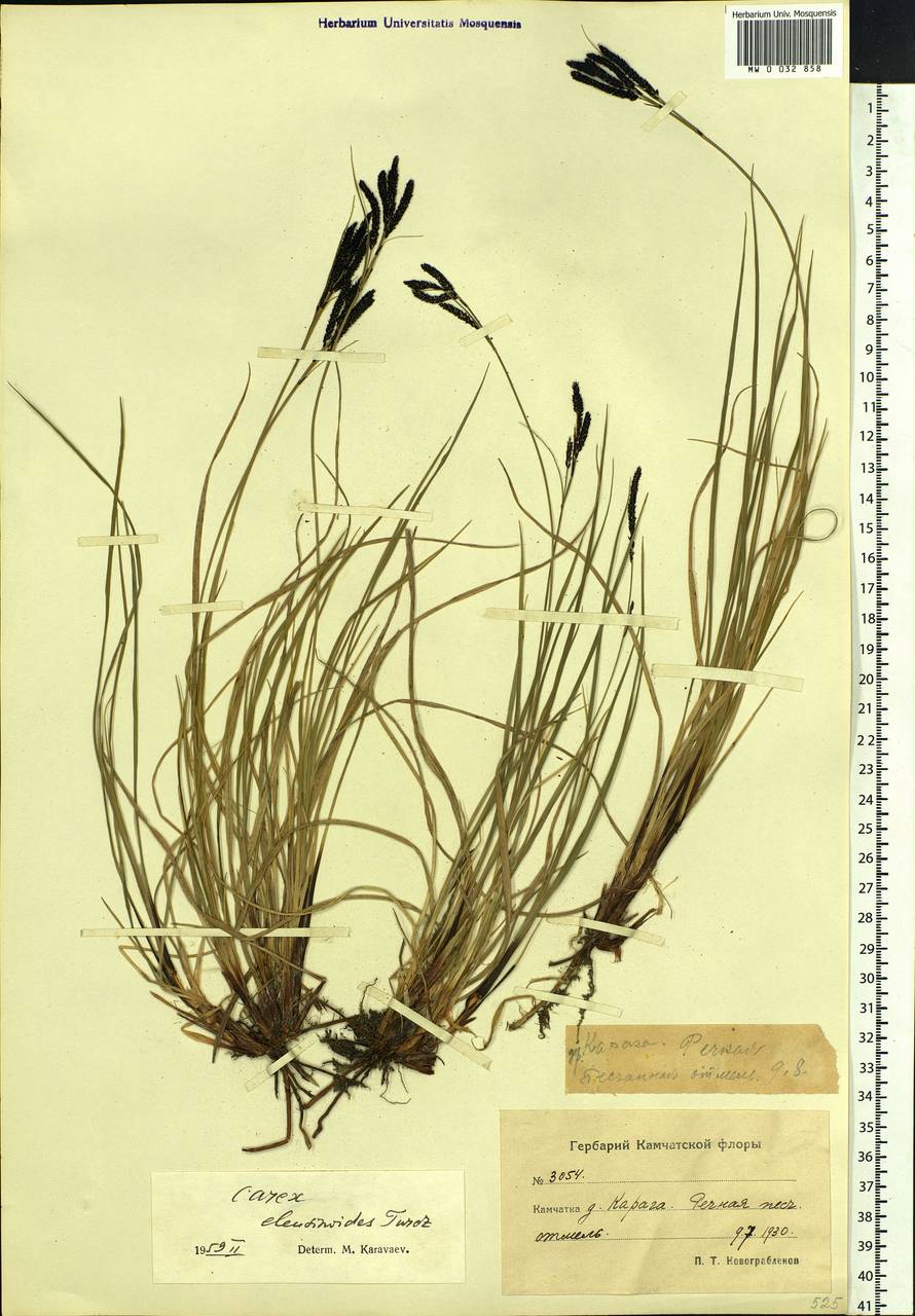 Carex eleusinoides Turcz. ex Kunth, Siberia, Chukotka & Kamchatka (S7) (Russia)
