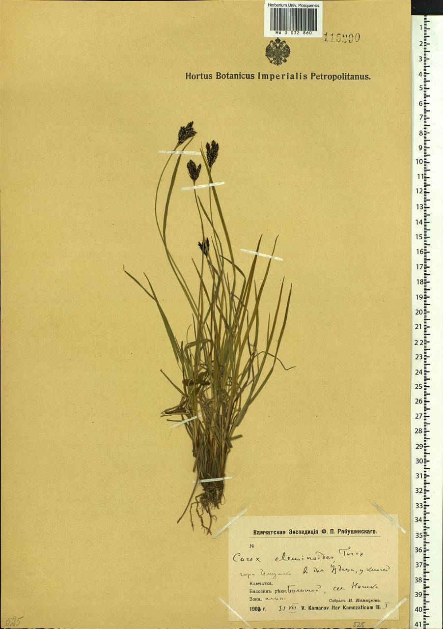 Carex eleusinoides Turcz. ex Kunth, Siberia, Chukotka & Kamchatka (S7) (Russia)