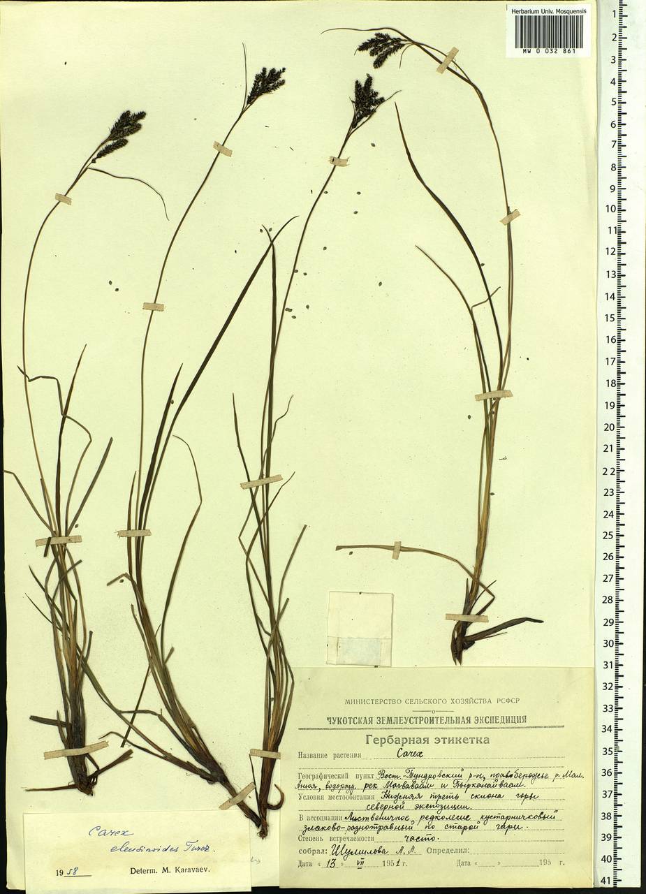 Carex eleusinoides Turcz. ex Kunth, Siberia, Chukotka & Kamchatka (S7) (Russia)