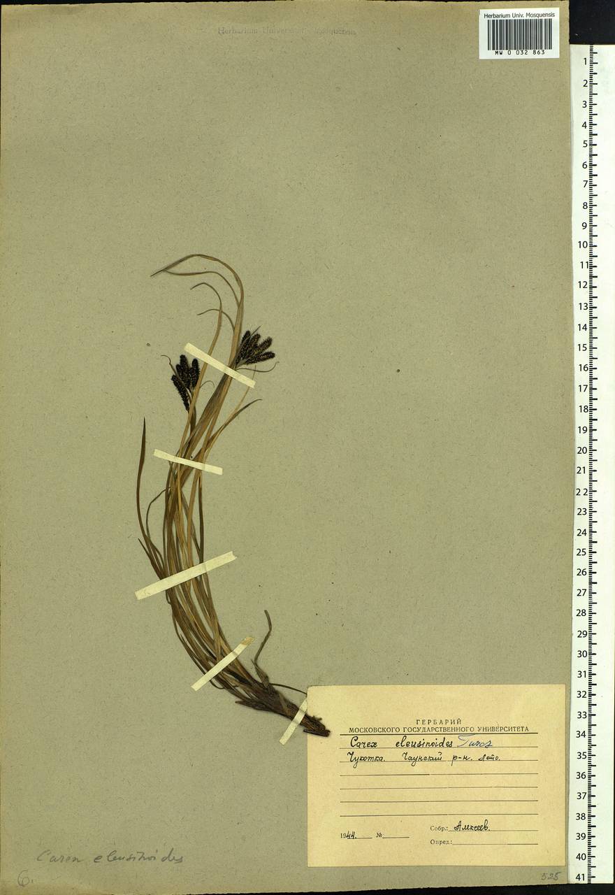 Carex eleusinoides Turcz. ex Kunth, Siberia, Chukotka & Kamchatka (S7) (Russia)