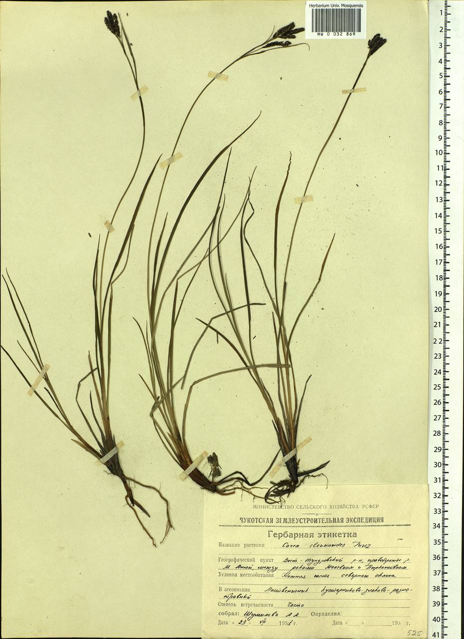 Carex eleusinoides Turcz. ex Kunth, Siberia, Chukotka & Kamchatka (S7) (Russia)