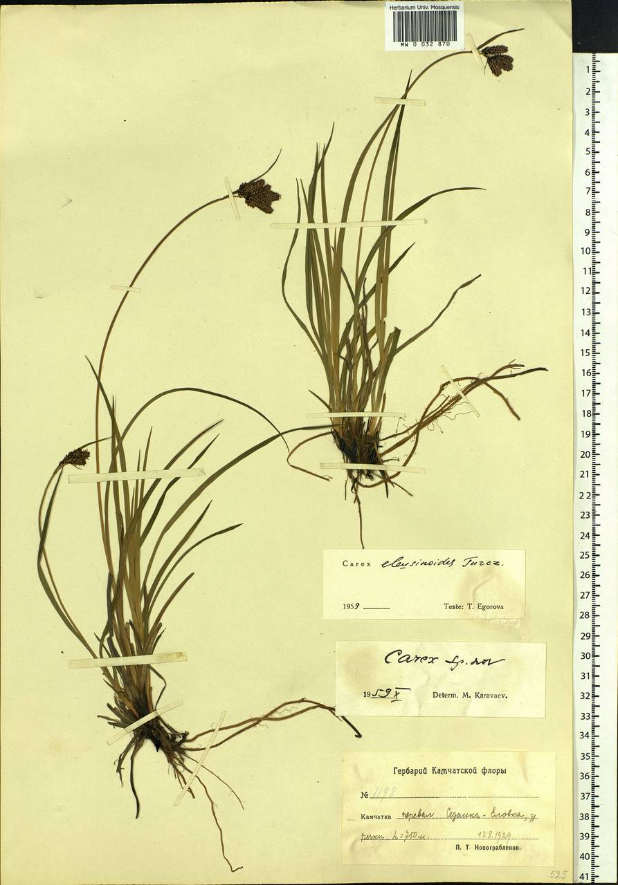 Carex eleusinoides Turcz. ex Kunth, Siberia, Chukotka & Kamchatka (S7) (Russia)