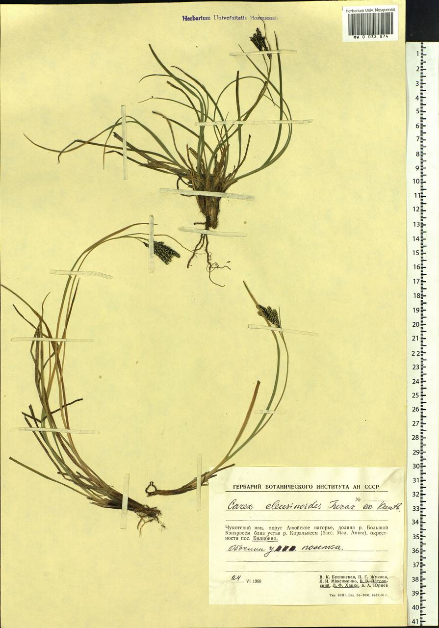 Carex eleusinoides Turcz. ex Kunth, Siberia, Chukotka & Kamchatka (S7) (Russia)